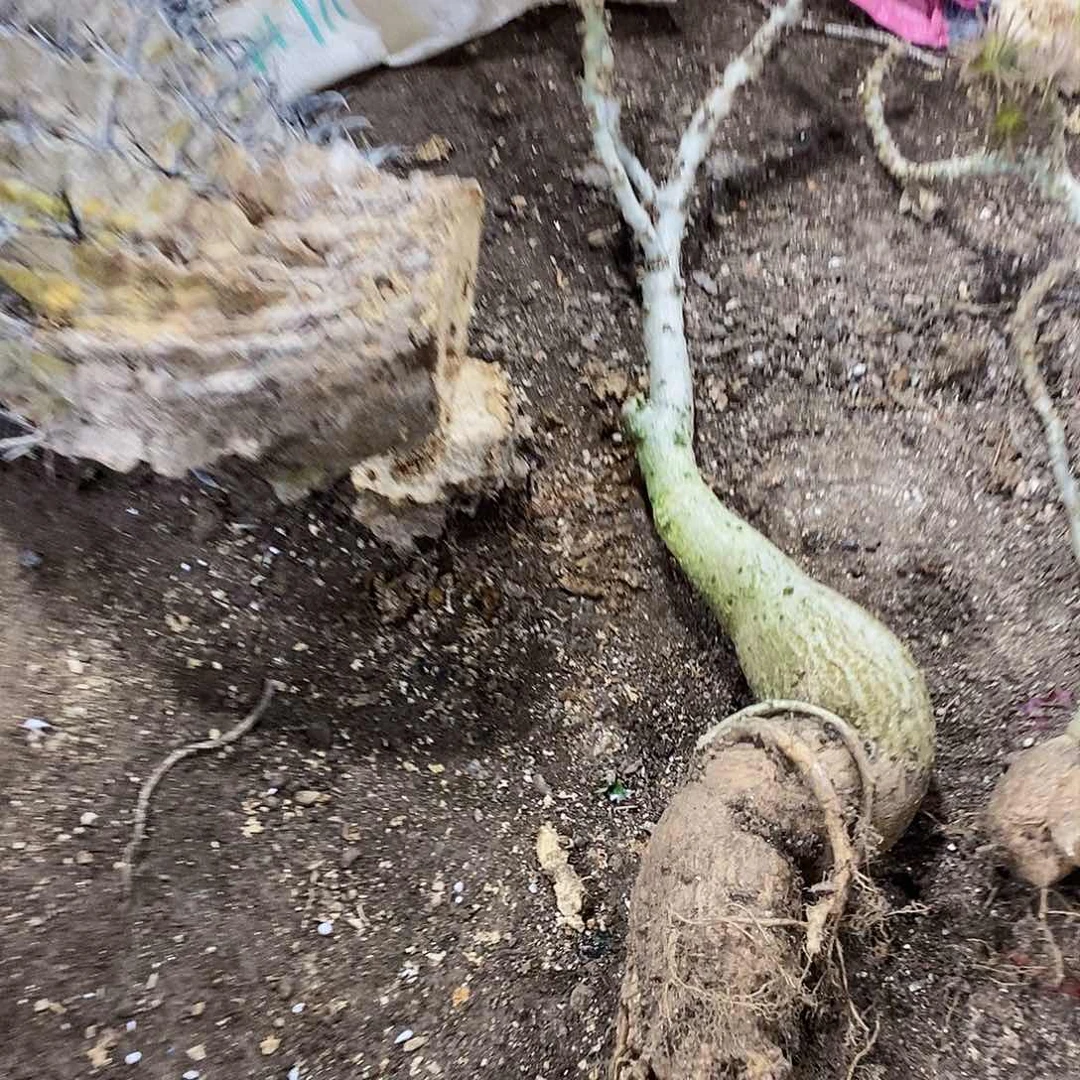 ?****000000000000000000000000