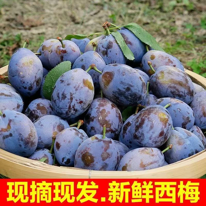 新鲜现摘蓝蜜西梅饱满多汁当季孕妇鲜果放软食用更甜
