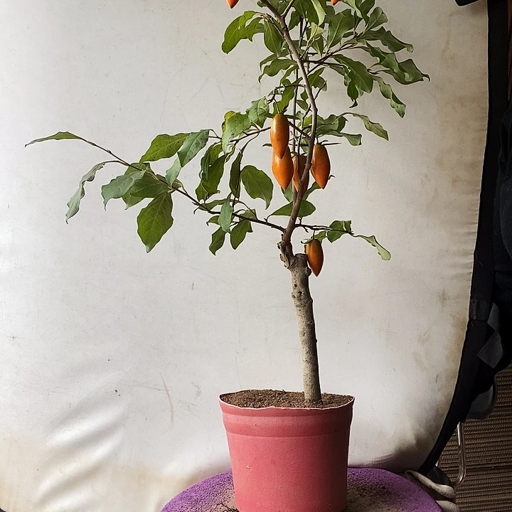 小****大量花朵（建议范围：8朵-15朵 或40%以上）