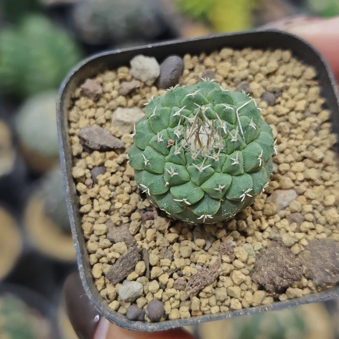 实生根菊水仙人球
