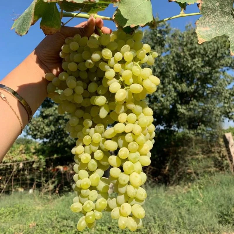 新疆特产吐鲁番无核白树上黄葡萄无籽干果无500