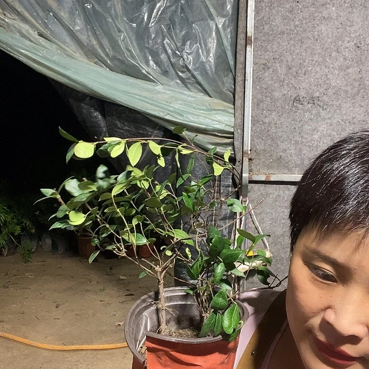 不开花植物处理2盆风车茉莉9.9的