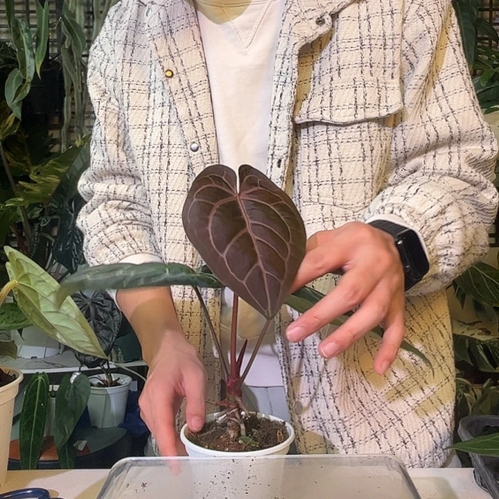 完全开放B33红水晶杂铜锣烧