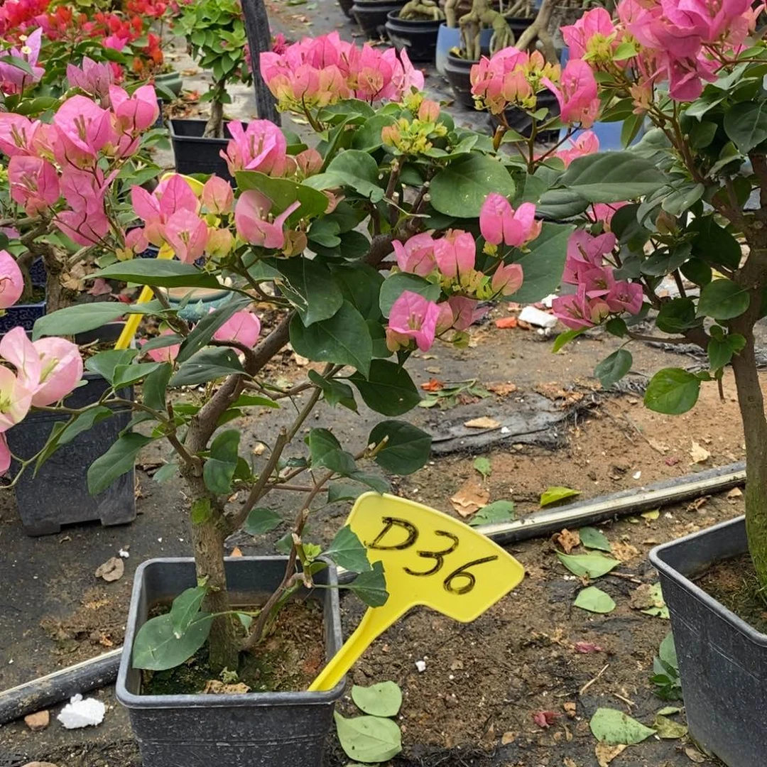 吉***吖无花朵三角梅重庆丽人D36