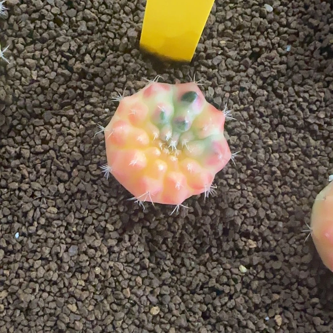 L700-1225泰国发货 太阳皇冠