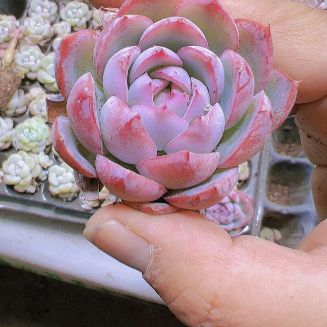 孤星苗3个19包邮多肉