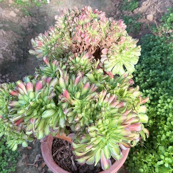 韶华缀俩颗包邮无隐