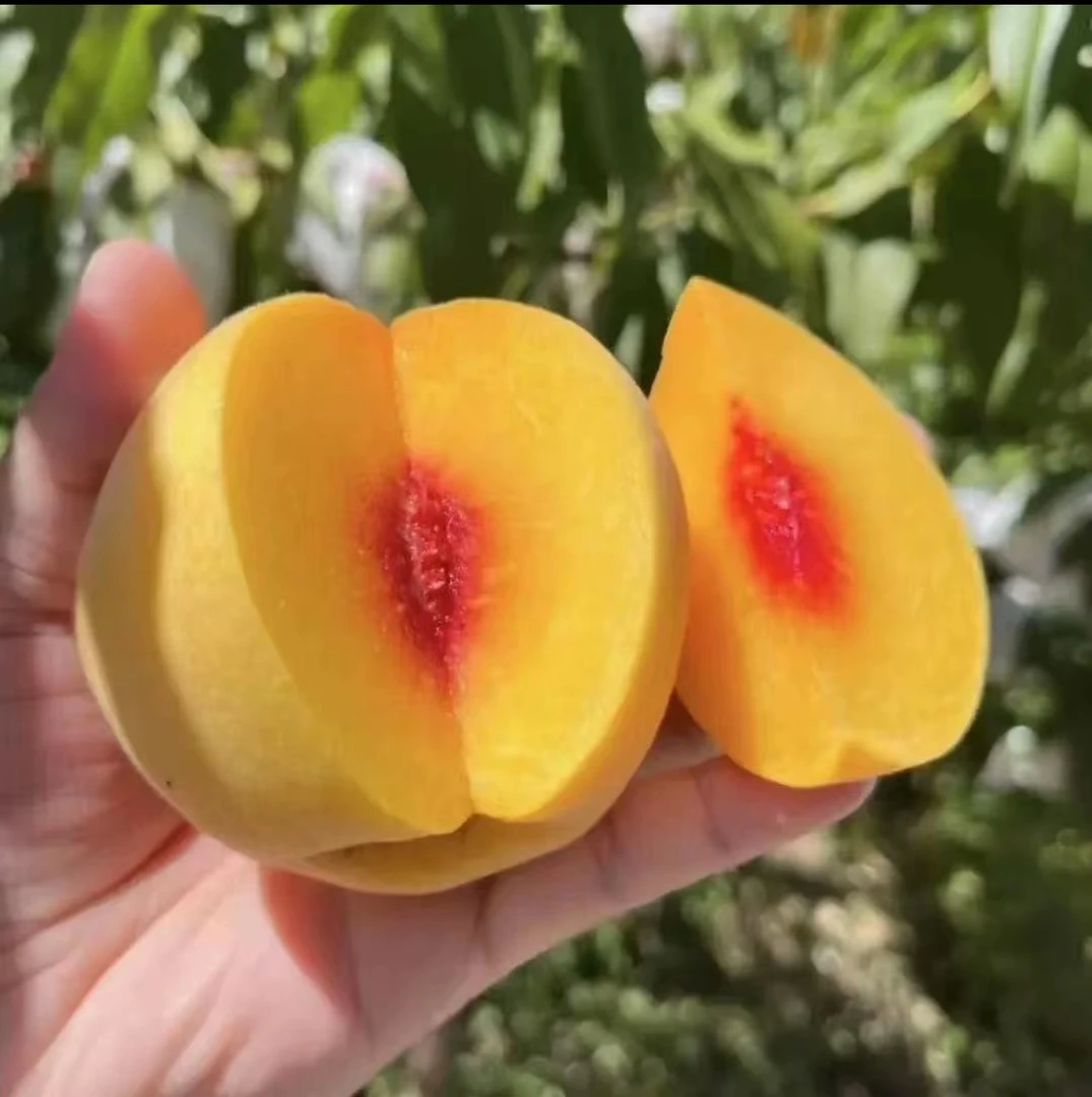 （顺丰包邮）正宗炎陵高山锦绣黄桃平乐村当季红心桃脆甜现摘先发