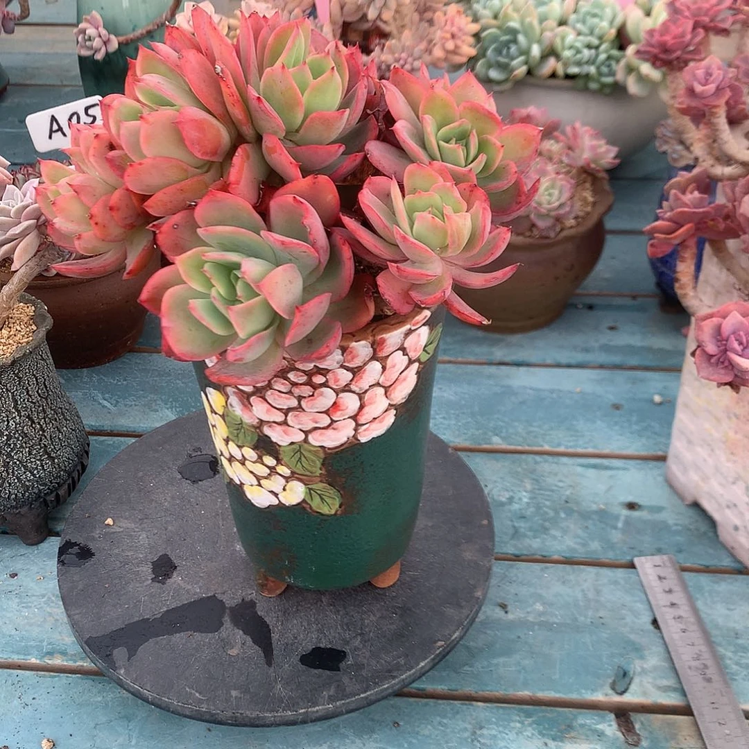 兰****绮罗多肉植物脱土