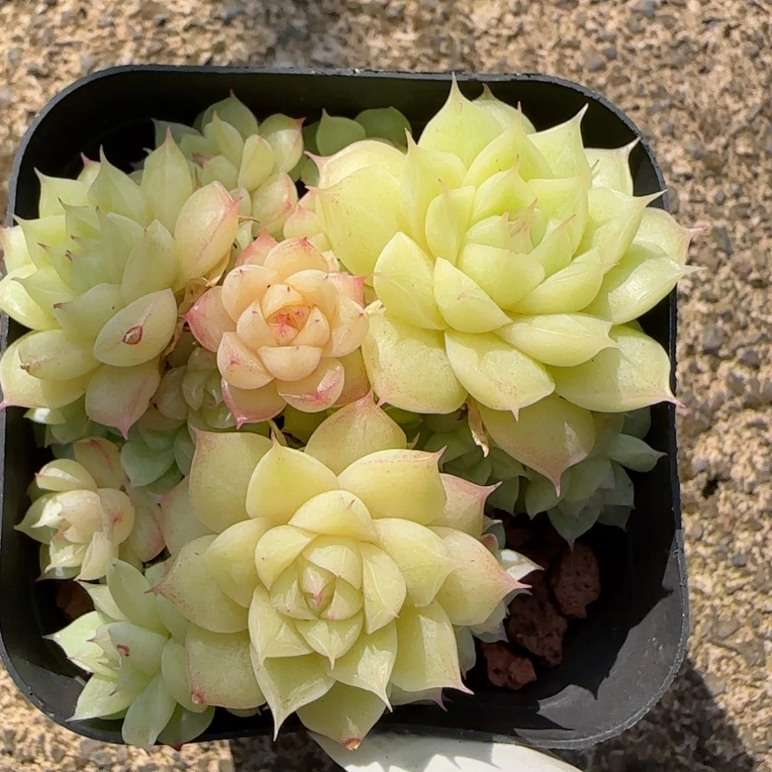 花语逸镜9117-135