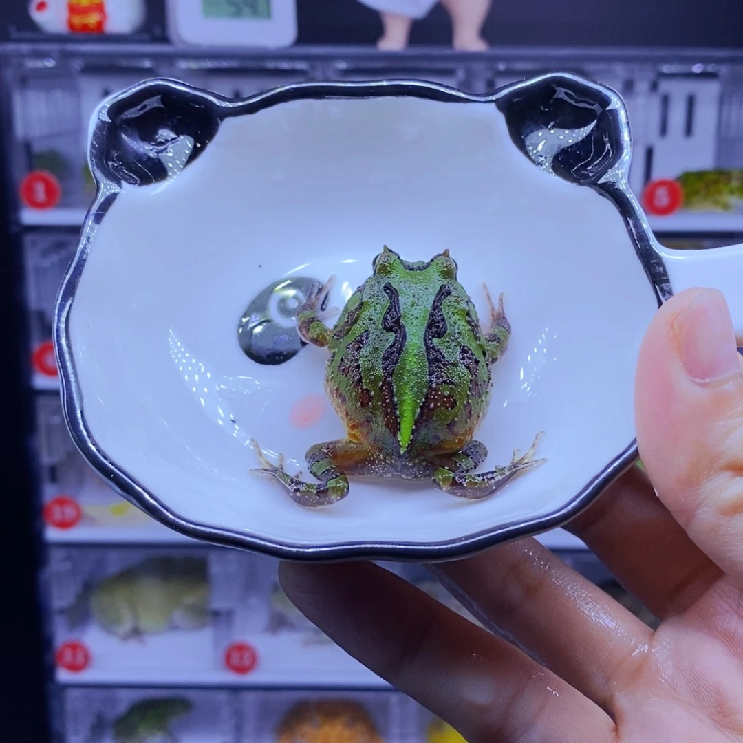 角蛙角蛙3-10cm闪购专享链接