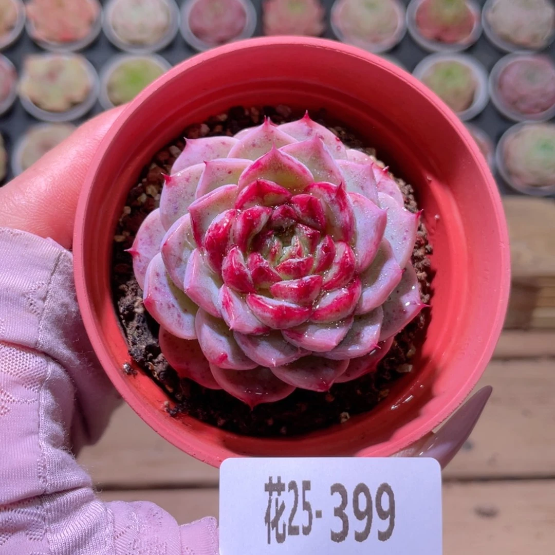 花利美25-399天鹅绒