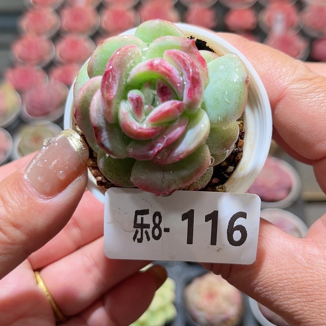 乐8-116 新品单头微瑕