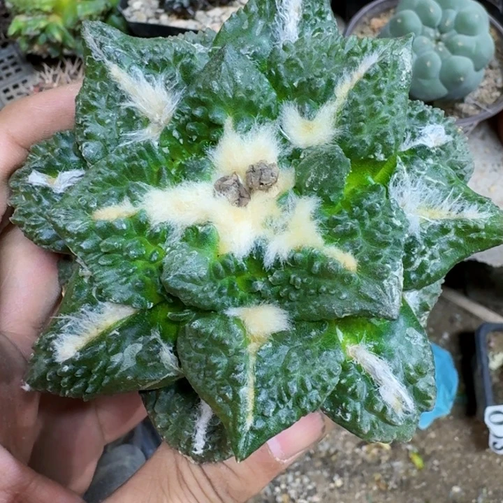 福利苗接大龟甲200