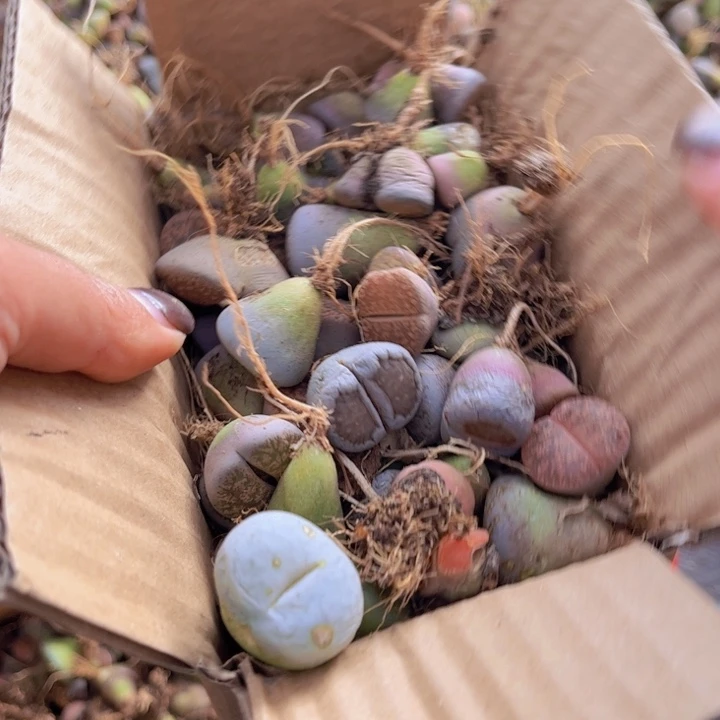 一箱拖土单头88888888