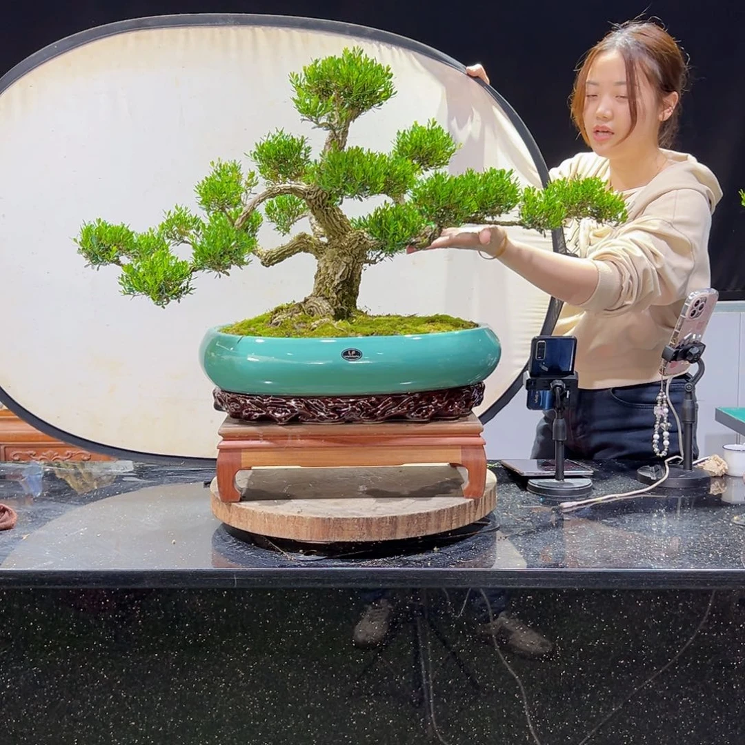黄杨盆景老桩四季长青