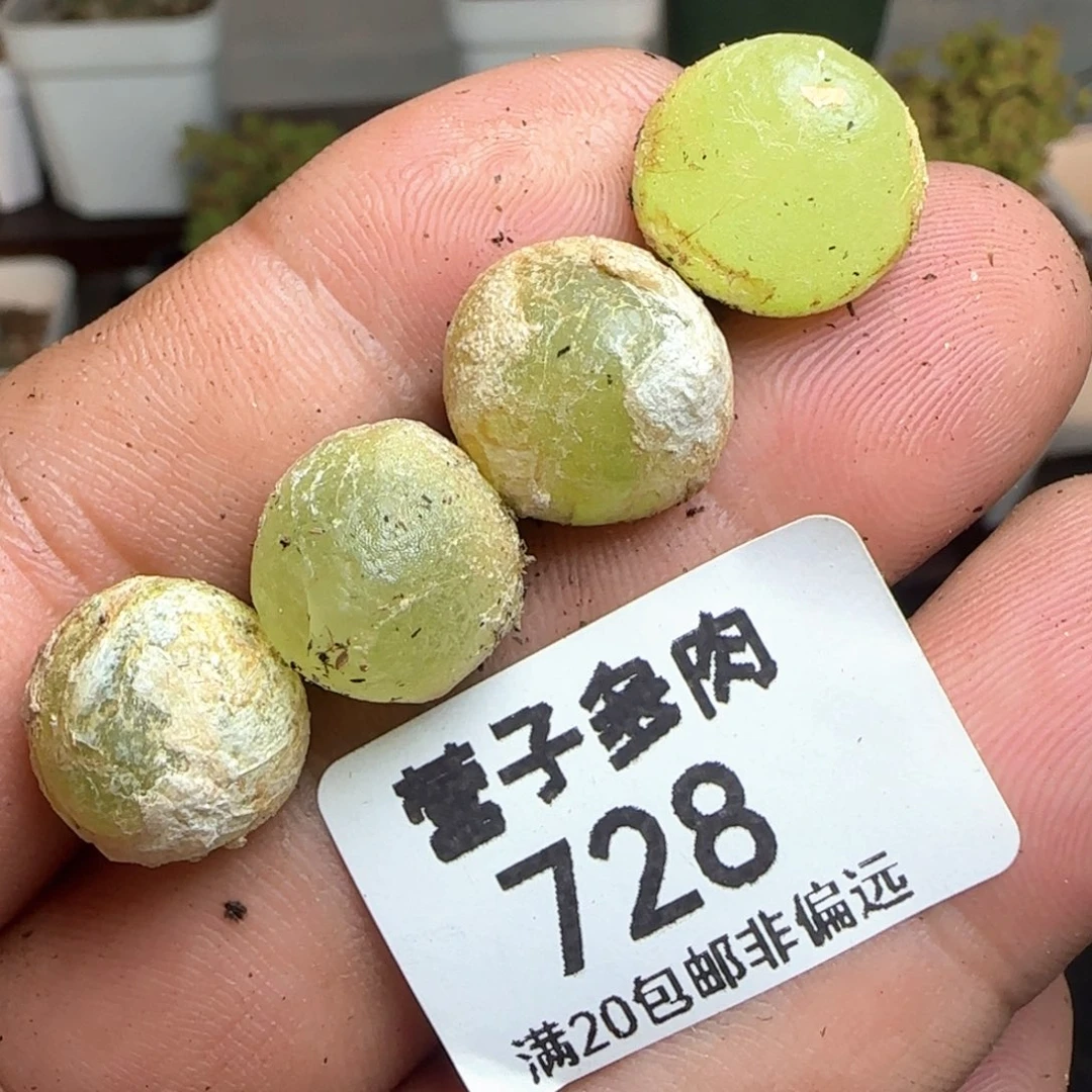 灯泡。
