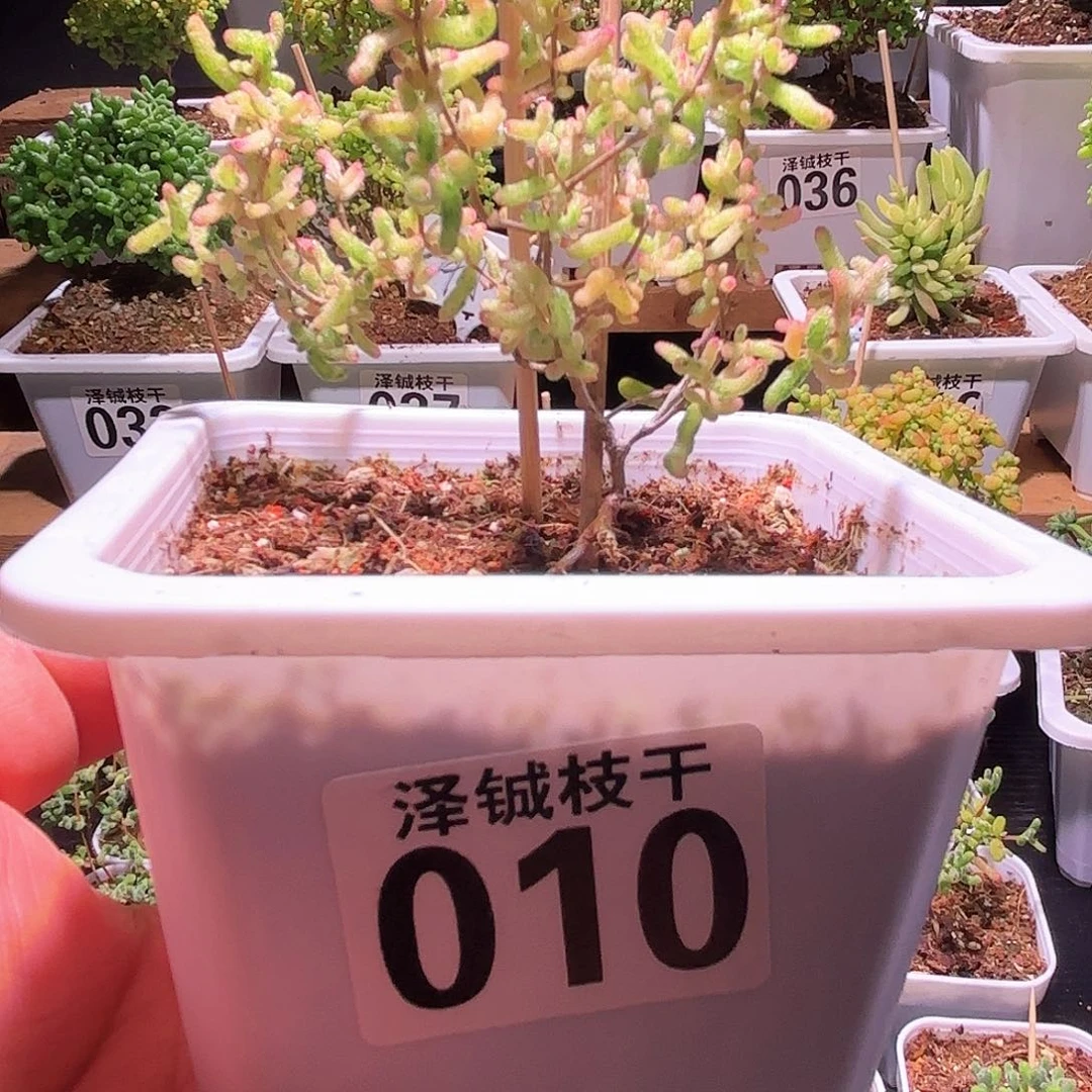 枝干番杏造型花斑露010