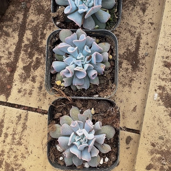 猪鼻子带盆土发货