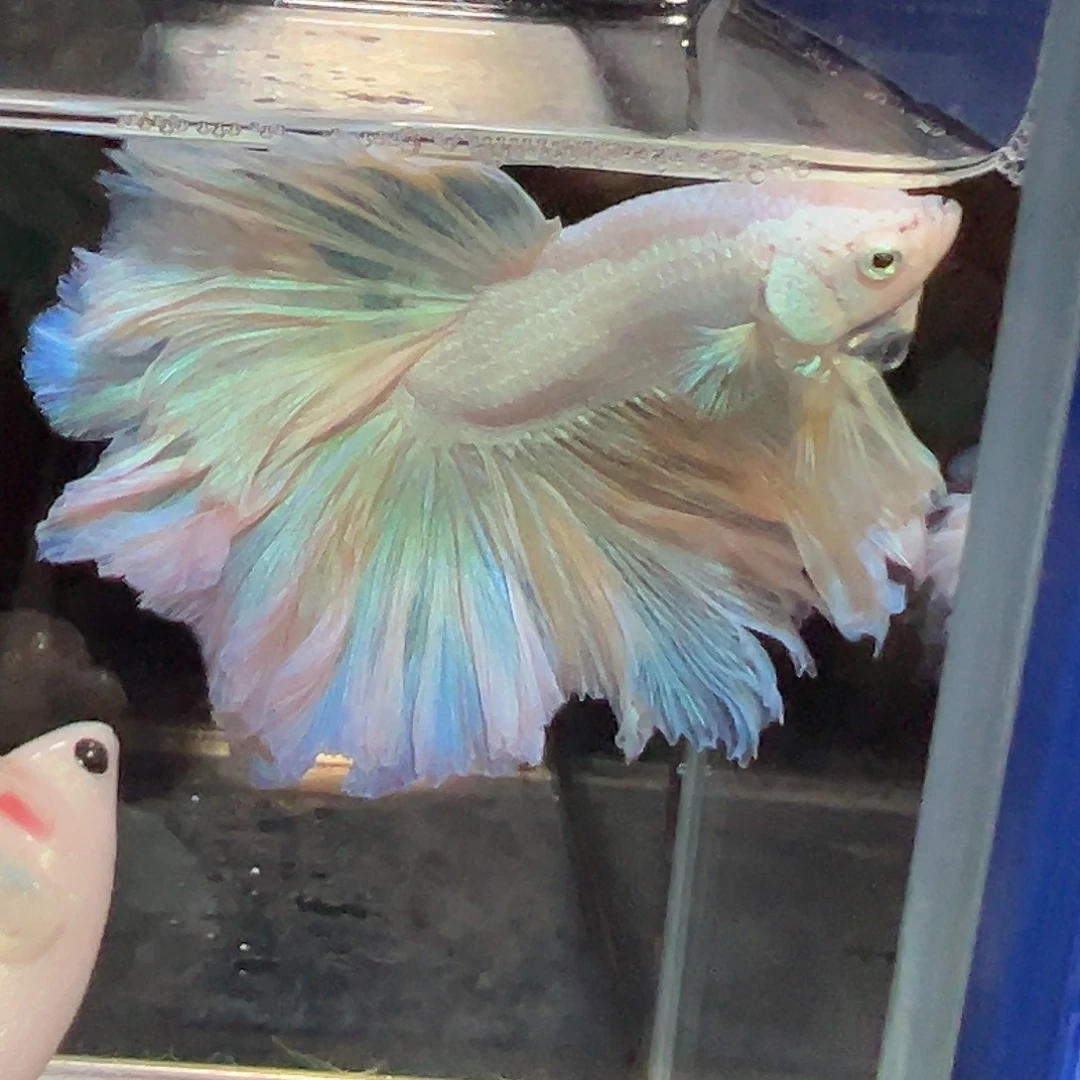 斗鱼25号大长腿芒果慕斯