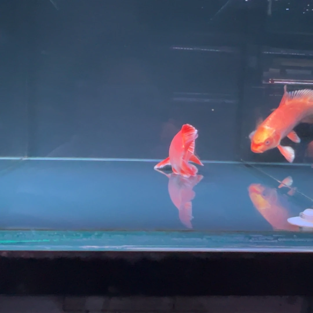 海水鱼用****9蝴蝶鲤，11