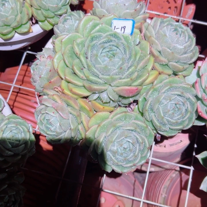 将***往精品多肉植物老桩随机发