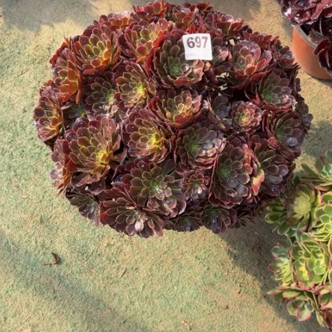 *****697黑萝莉朵朵多肉，