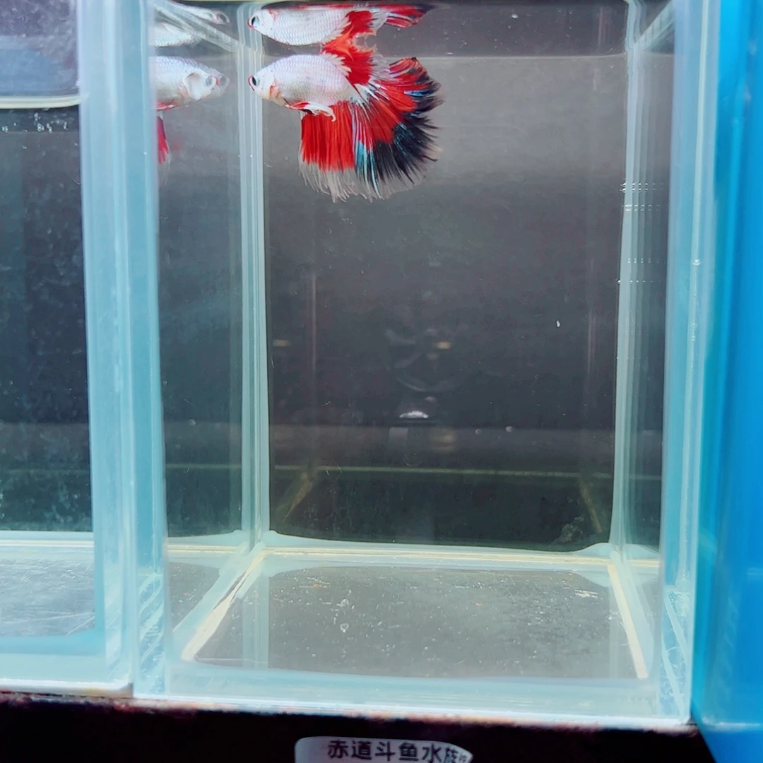 会***酱斗鱼赤道斗鱼水族馆