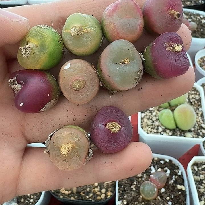 老马生石花毛汗尼1027