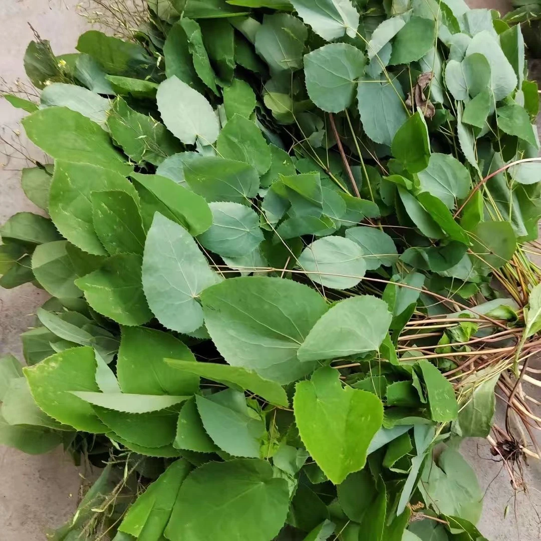 大山里的山货   三支九叶草