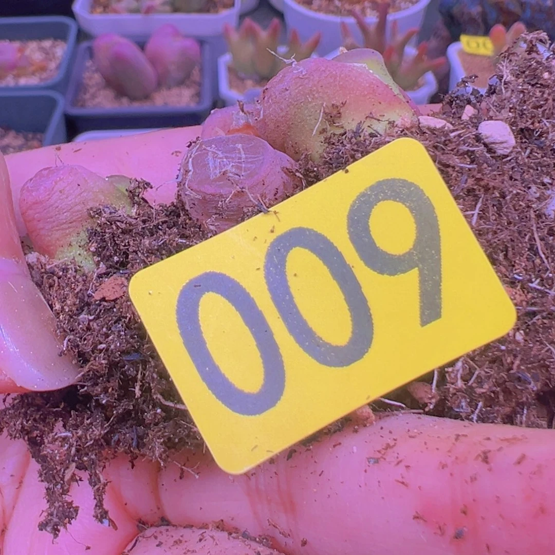 小*009。