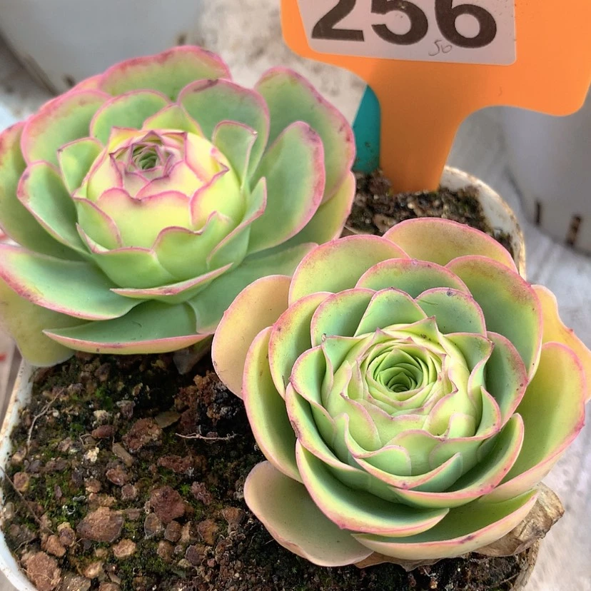 【闪购商品】yjj256
