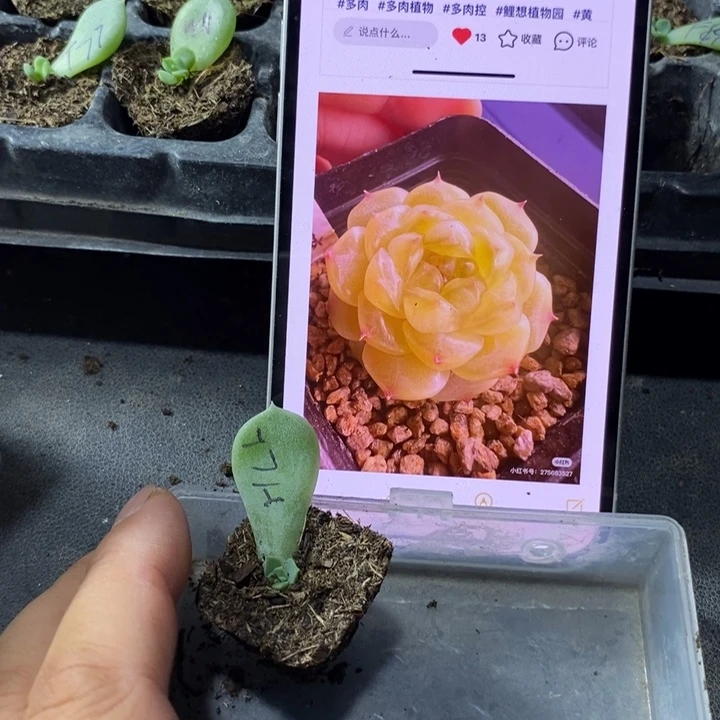 穴盘黄琉璃苗一个