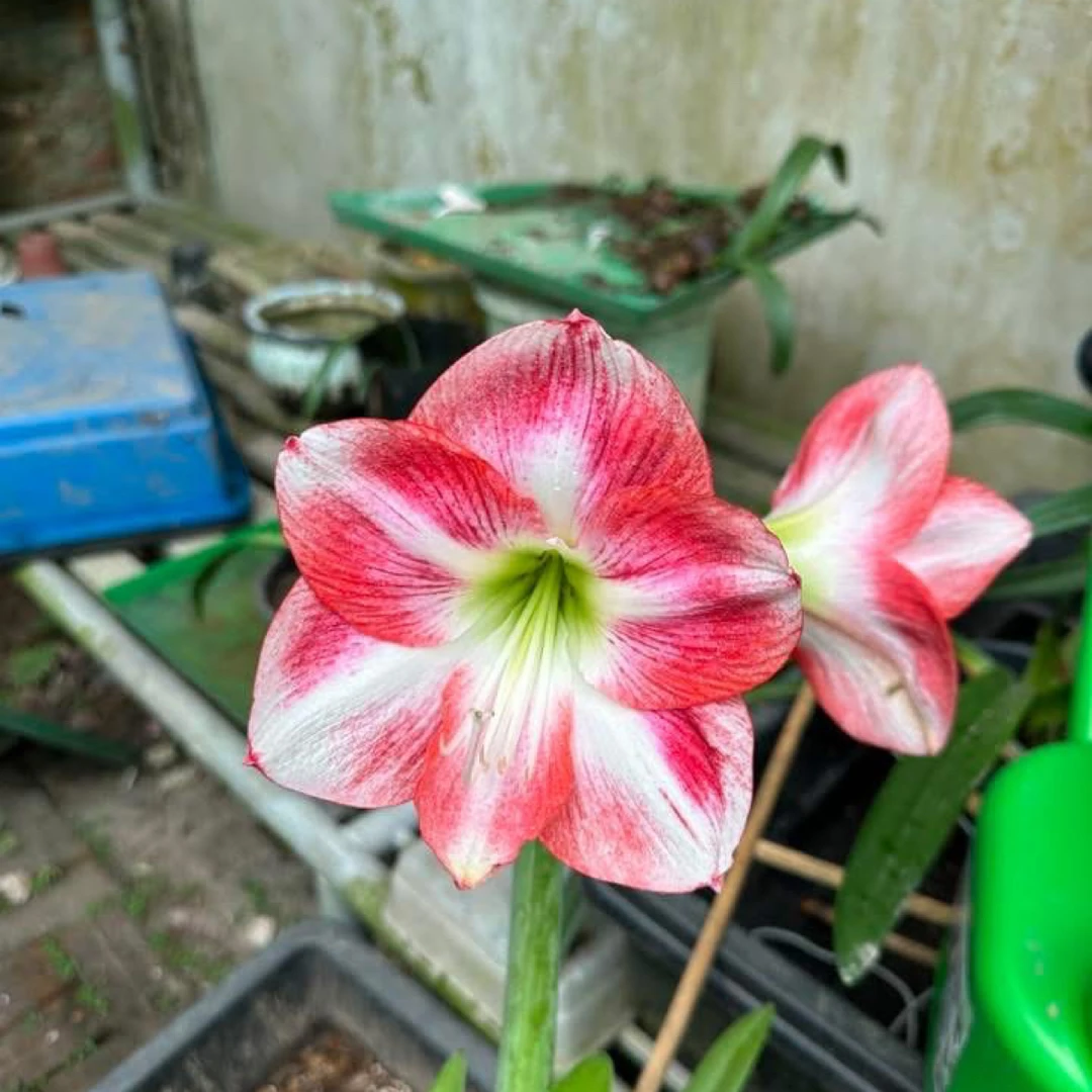 S孤挺花园 D3 7.4（圆脸）裸球
