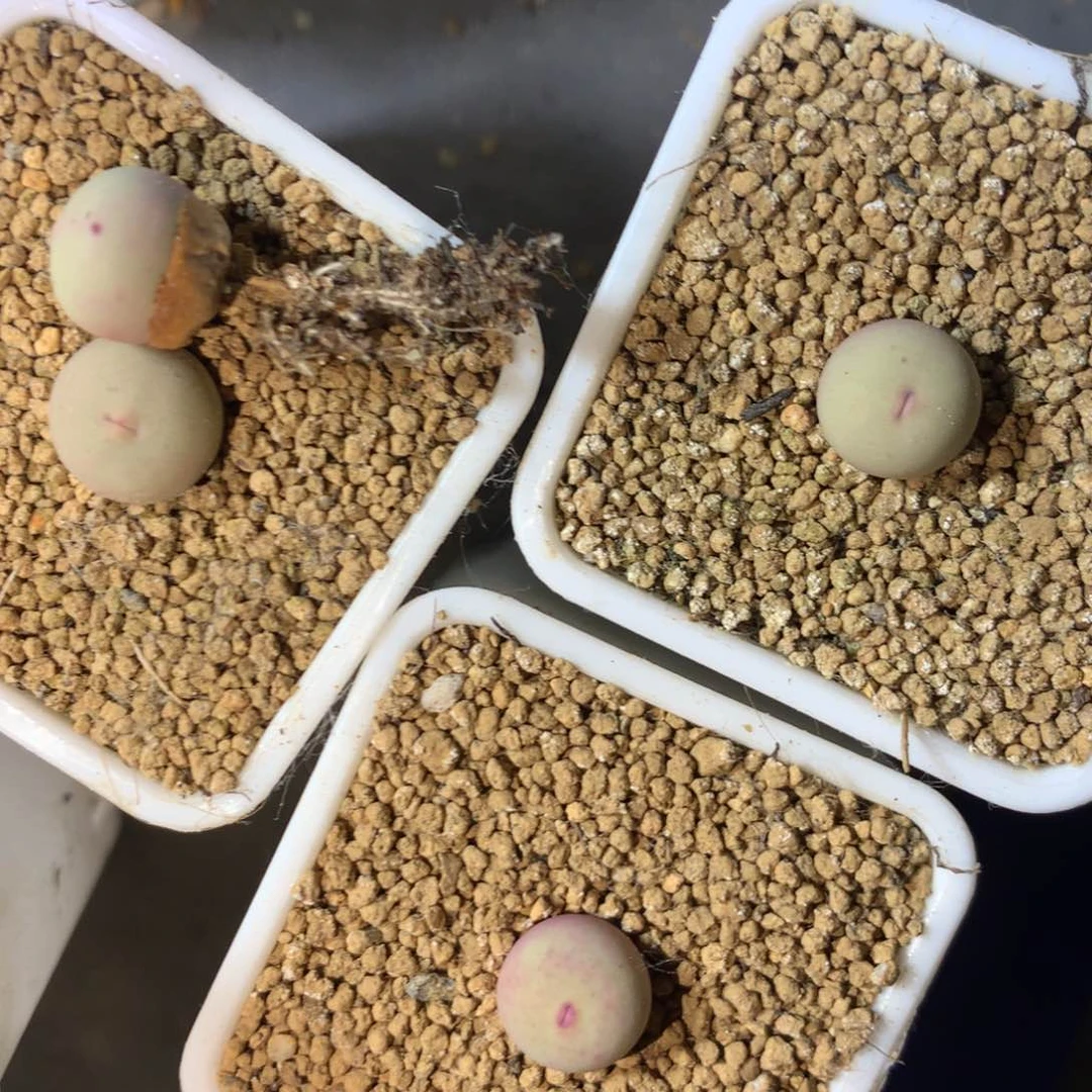 完全开放~*～000000000000000000002