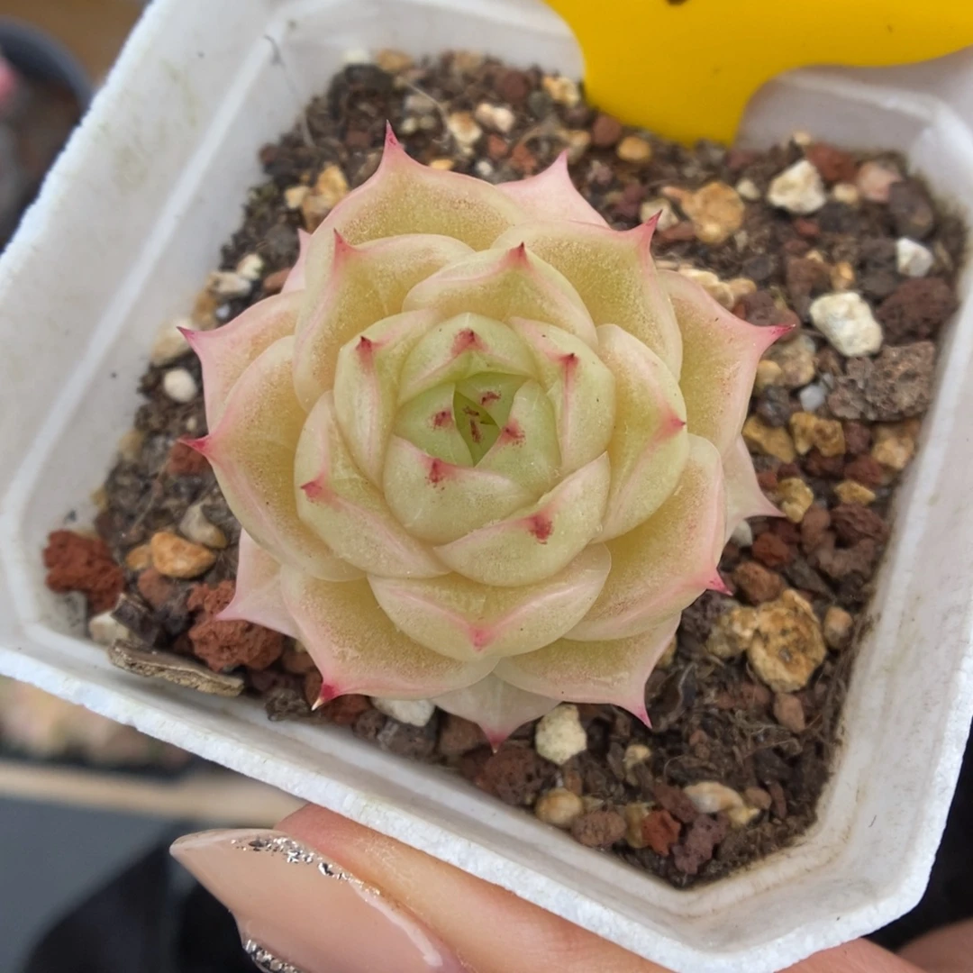 橘柚麦秆614号。