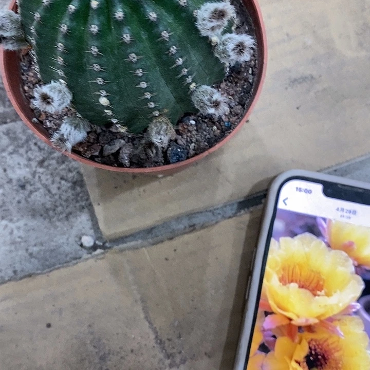 黑猴6公分左右46899