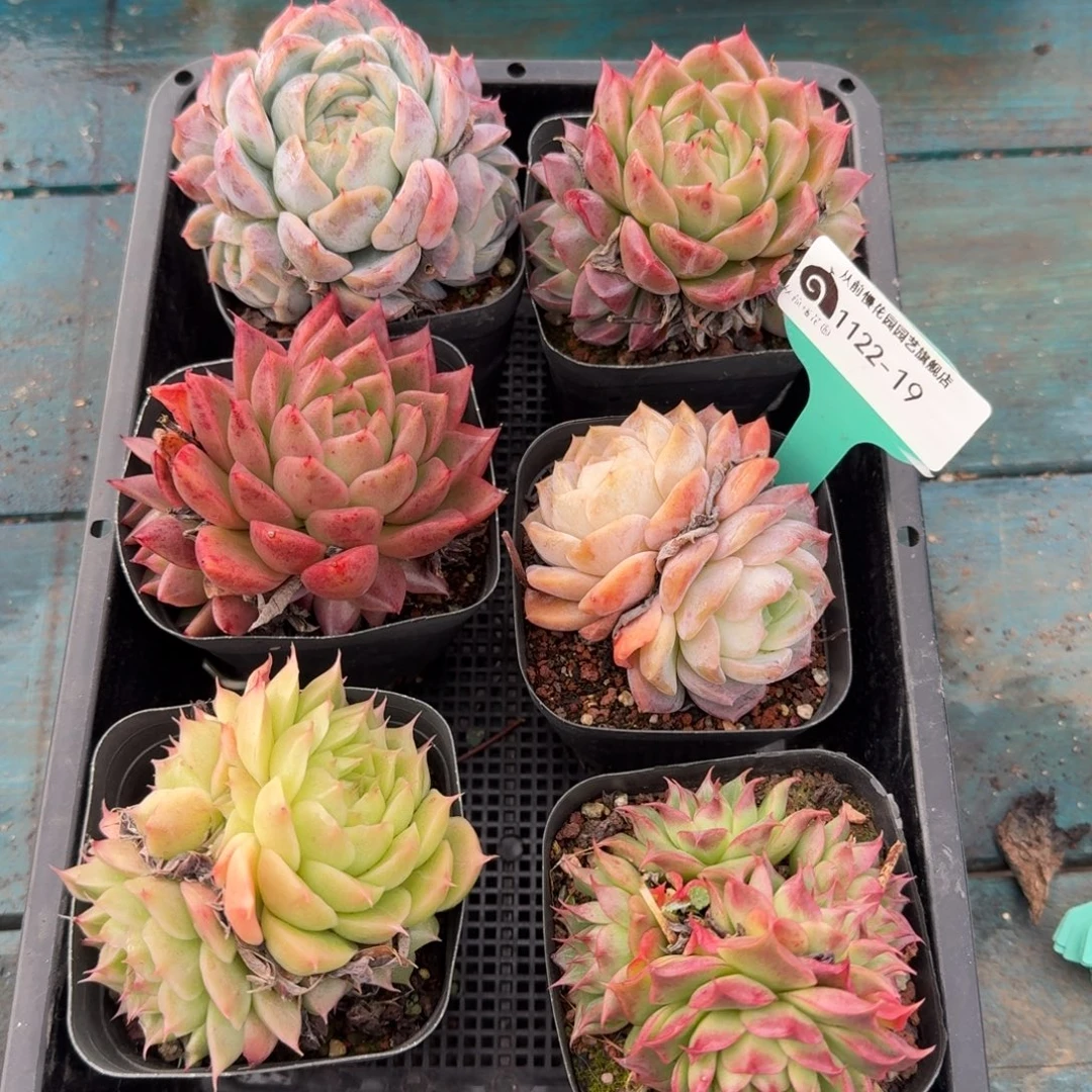 从前慢多肉精选编号1122.19