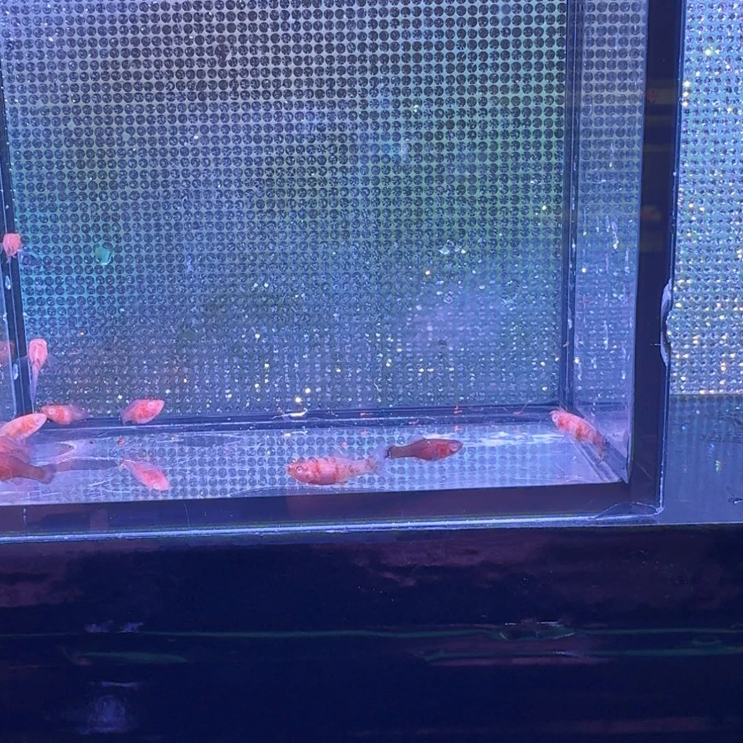 海水鱼玛丽球鱼苗一堆