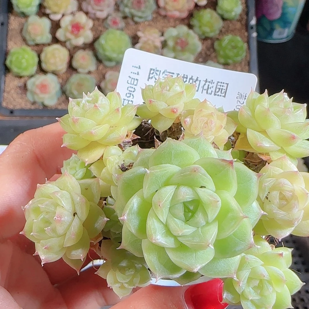 1106–536麦秆不包整