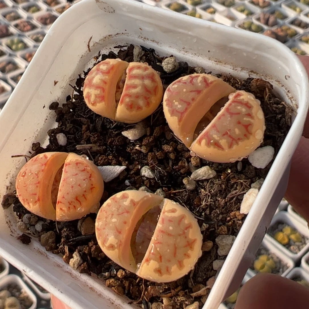 全窗红丽虹多肉植物百科