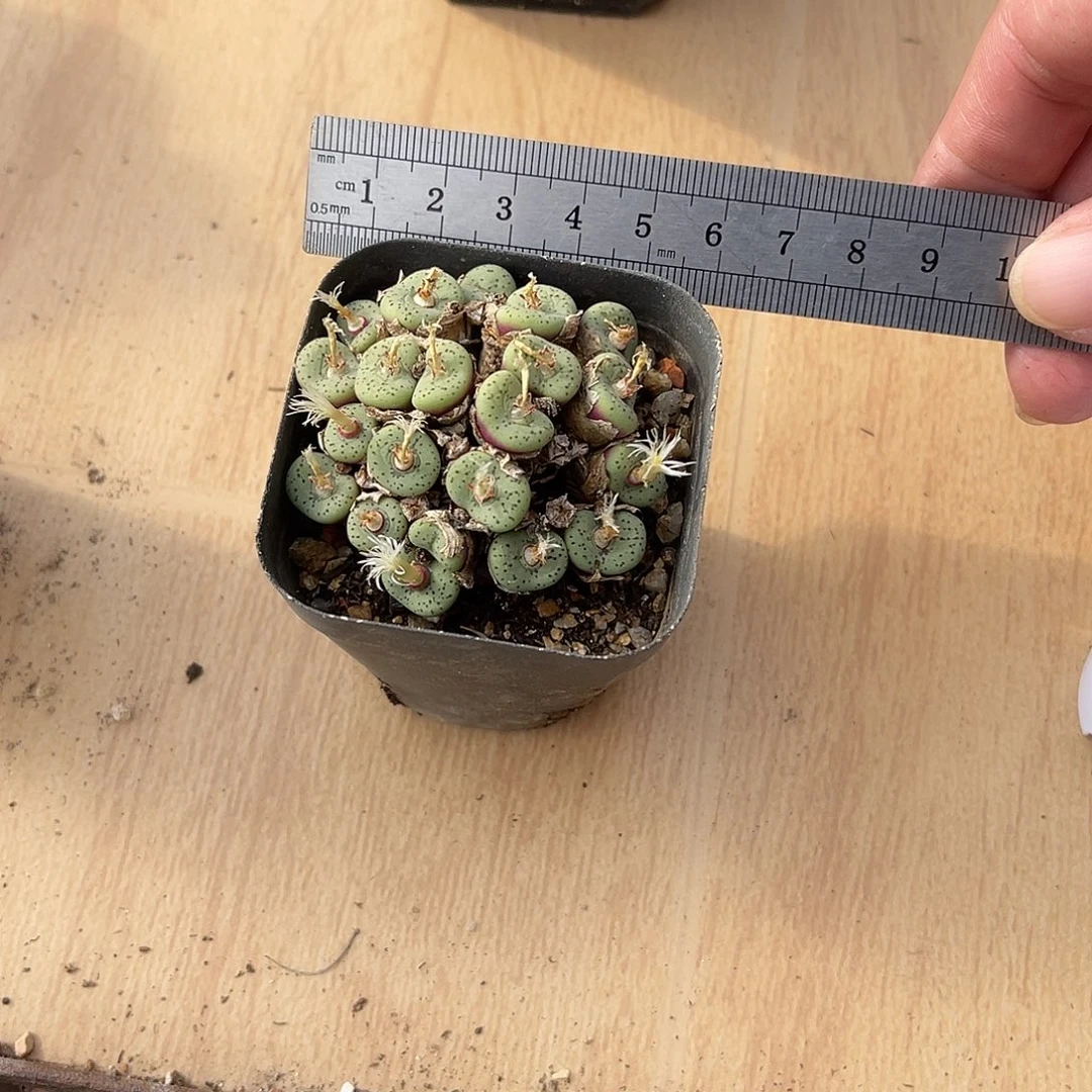 子播实生肉锥一物一拍