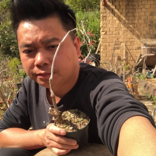无花朵盆景盆栽（不退不换不包成活率）