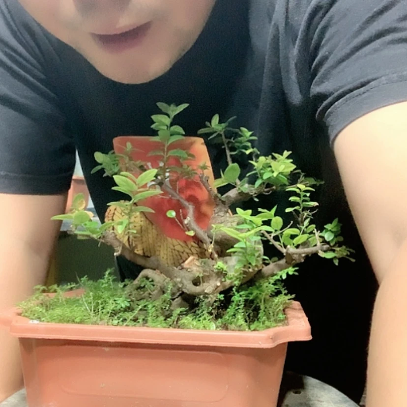 【闪购商品】无花朵