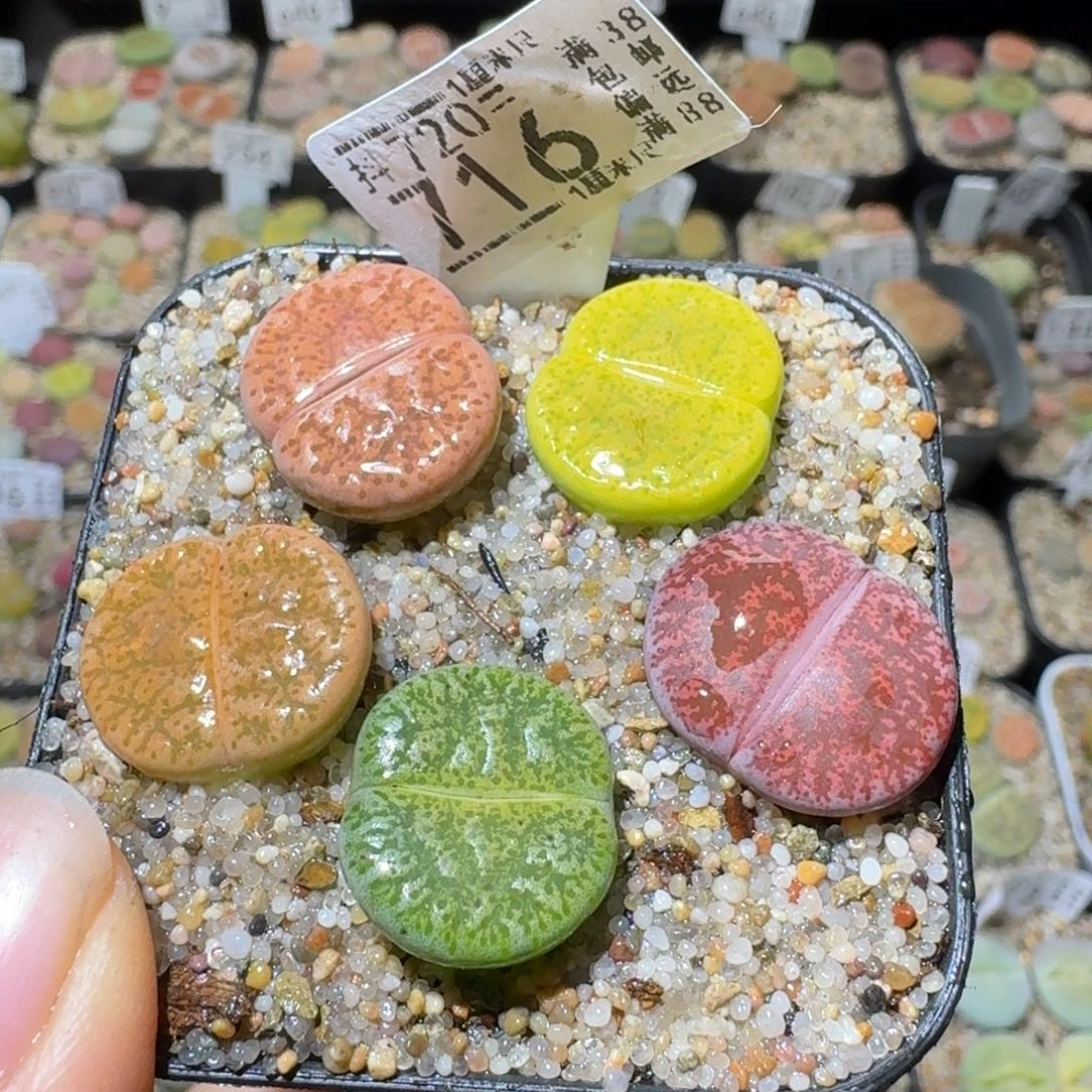 Sss清清清货了716