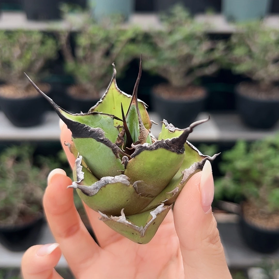 黑豹芽一物一拍偏远不包邮