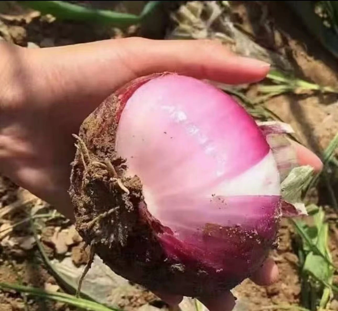 【山东二红扁洋葱】生吃脆甜肉厚多汁的新鲜扁平水果扁洋葱