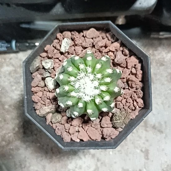 花花世界迷人眼球球好养