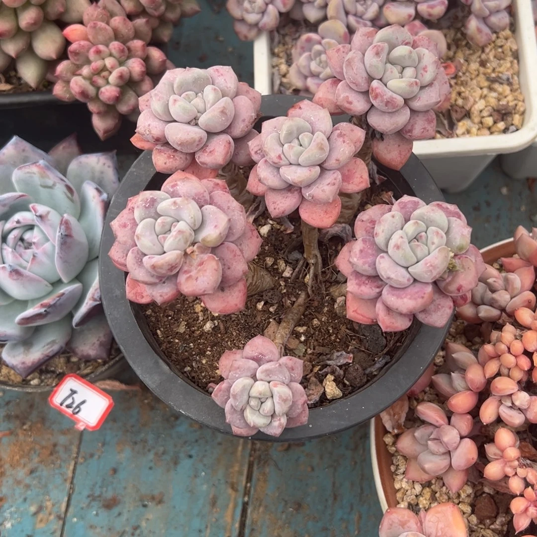 精品多肉植物老桩