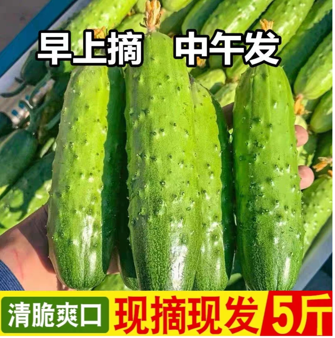 【现摘5斤】农家采摘水果旱黄瓜，新鲜采摘小黄瓜
